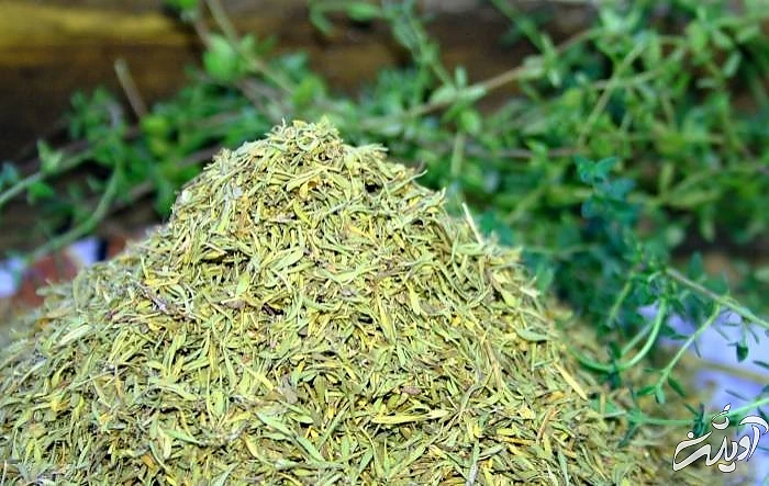 خشک کردن نعنا